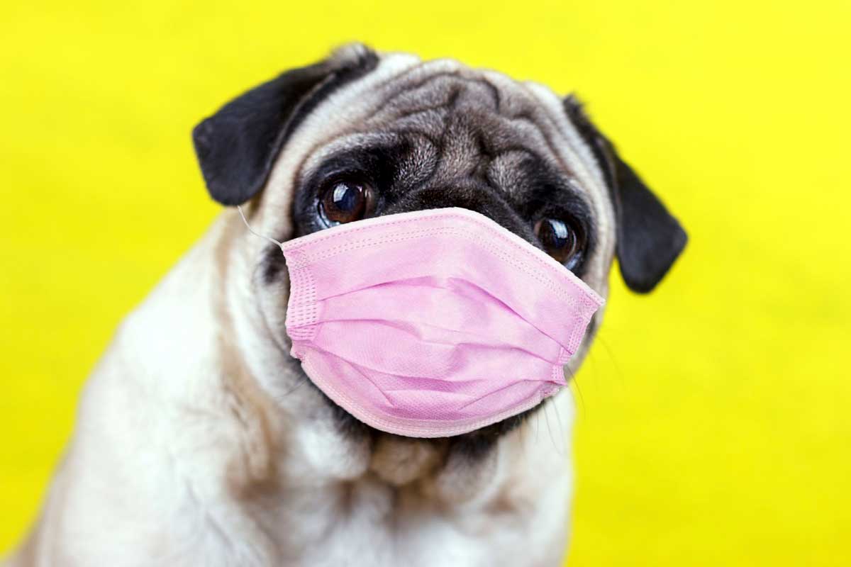 Mon chien tousse docteur, est-ce contagieux? [Anna Cinaroglu - 123RF.com]