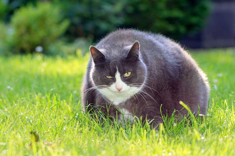 Mon compagnon est-il un peu trop enrobé ?