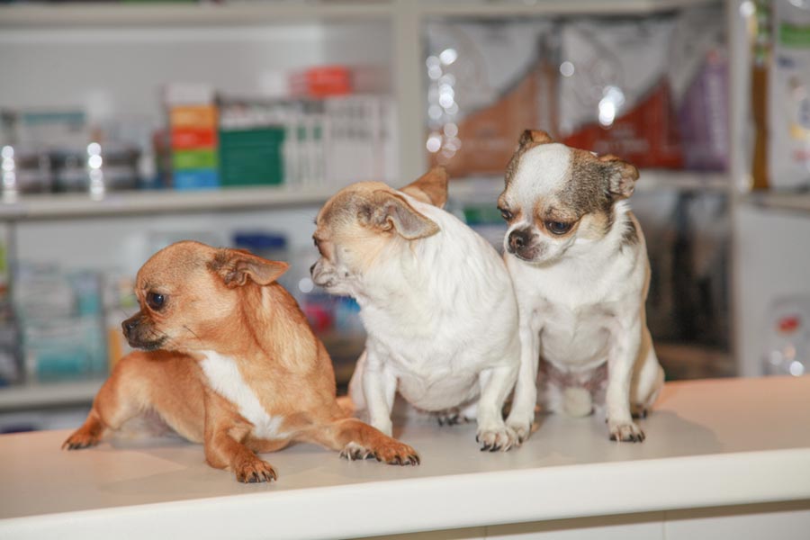 Tarifs clinique vétérinaire Saint Jean Anglet chiens